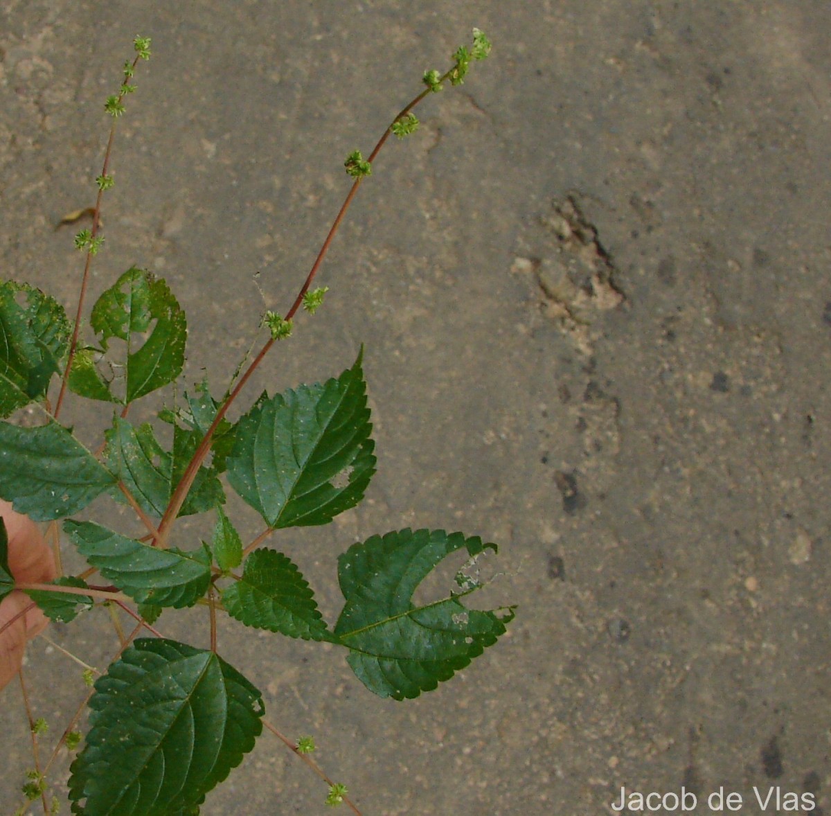 Laportea interrupta (L.) Chew
